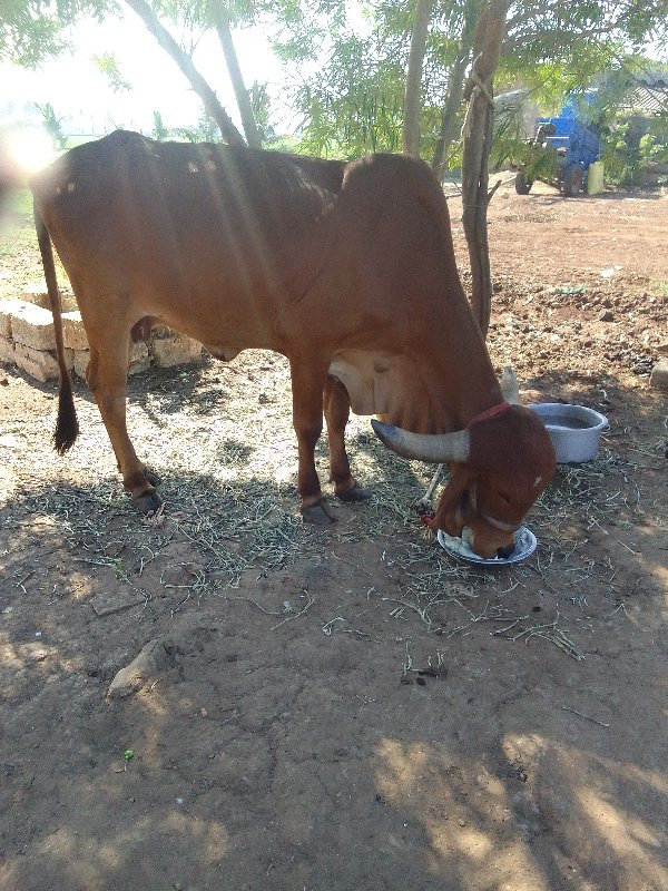 ગાય વેશવાની છે