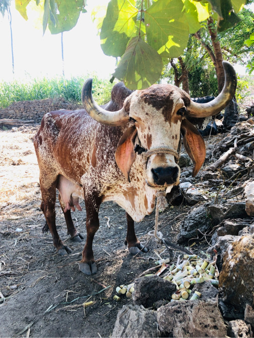 ગાય