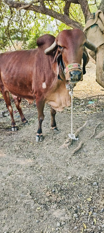 ગોરી ગાય વેચવાન...