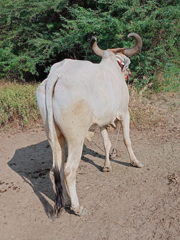 એક વાણી વાવેલ મ...