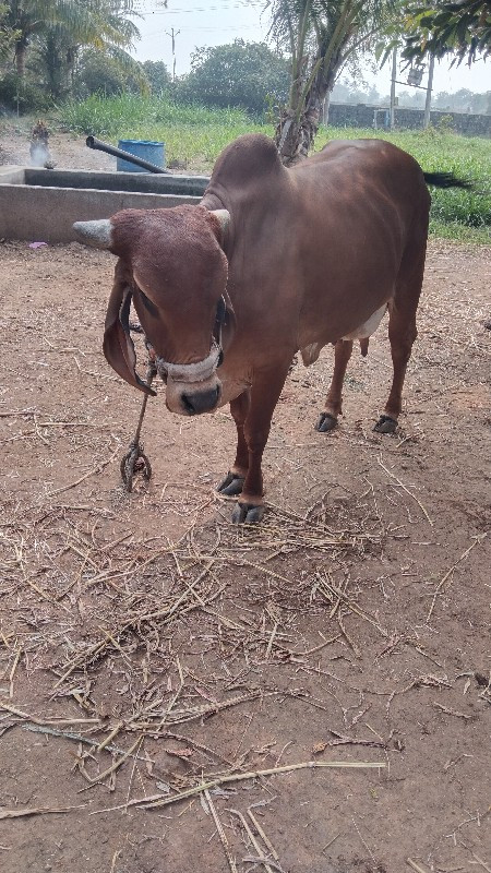 ગાયવેસવાની સે