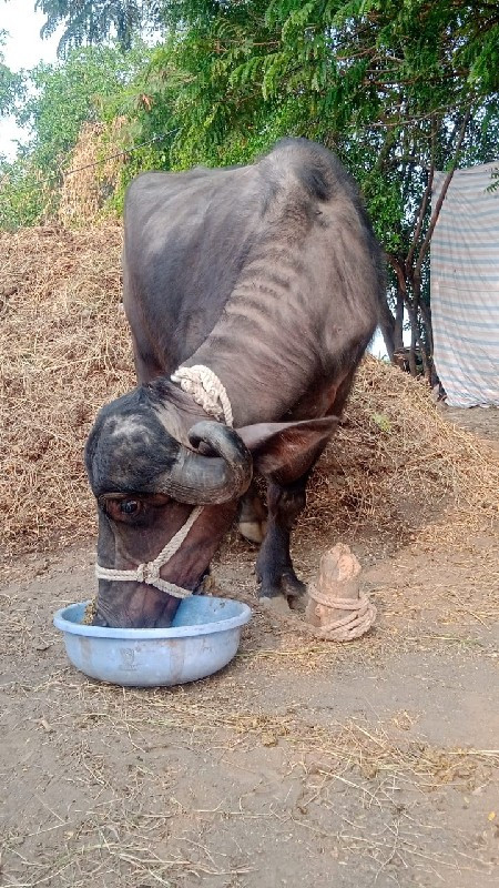 વેચવાનુ છે