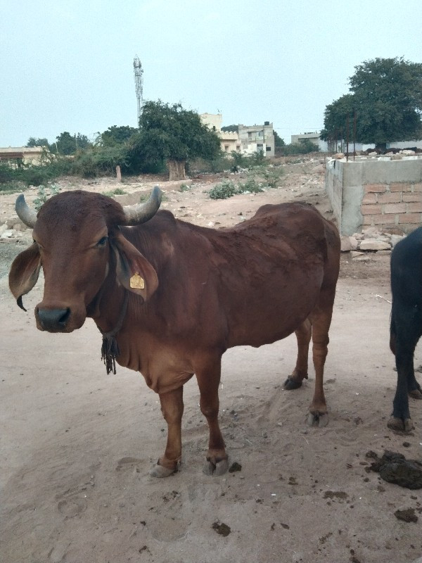 પાંચ સ લિટર દુધ