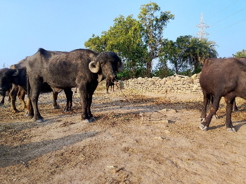 પાડો વેચવા નો છ...