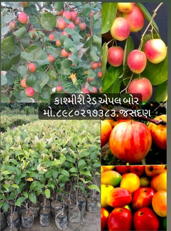 કાશ્મીરી રેડ એપ...