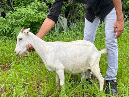 Kashmiri bakri