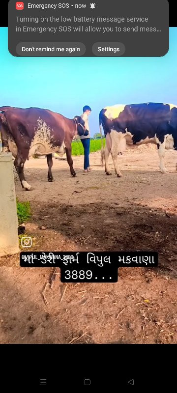 ત્રણ જરશી ગાય વ...