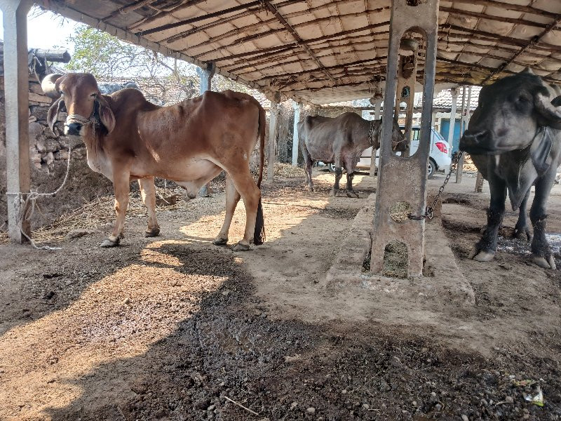 બરધ બે વાવણી વા...