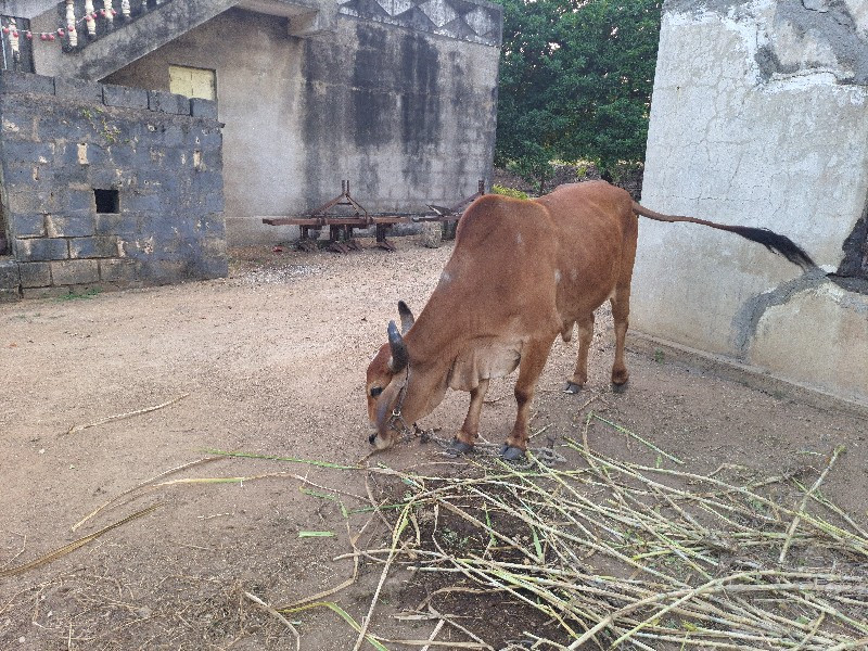 બળદ વેશવાનો છે