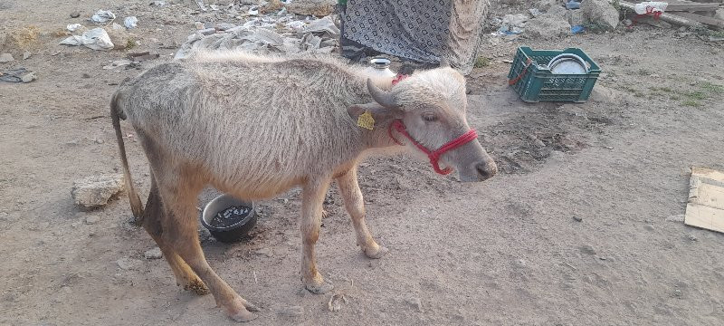 ભૂરી બની પાડી વ...