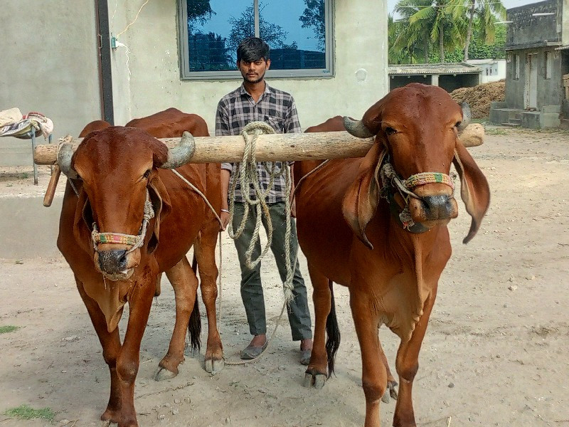 બળદ વેચવાના છે