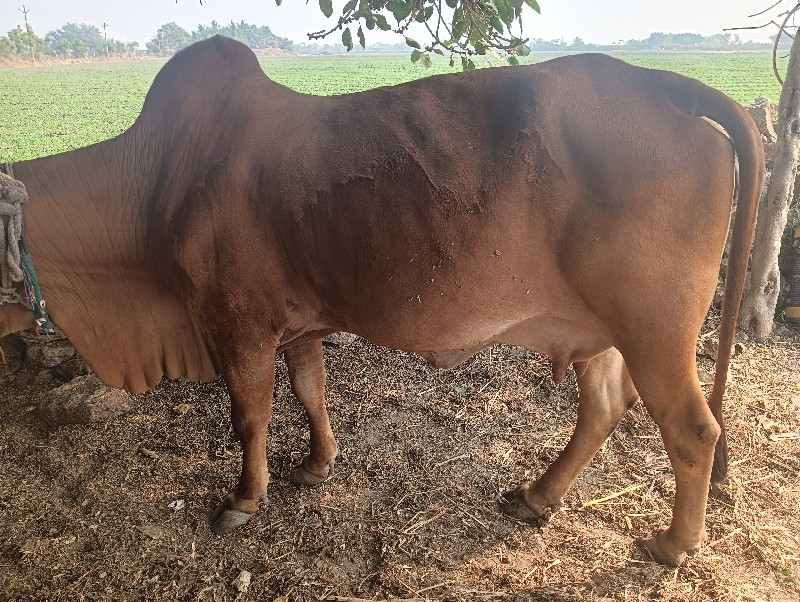 ગાય વેચવાની છે...