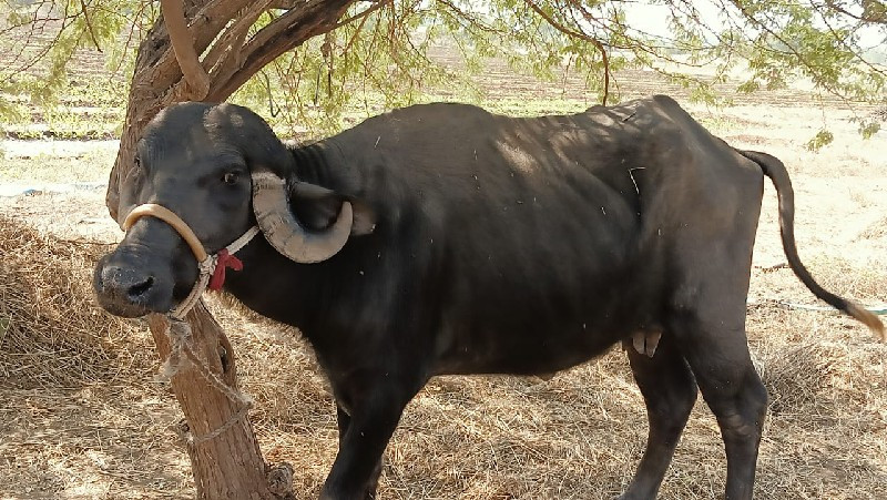 ભેંસ 1 વેતર વેય...