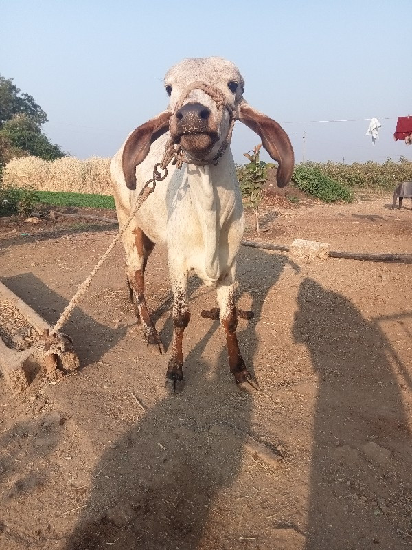 વાસડી વેચવાની સ...