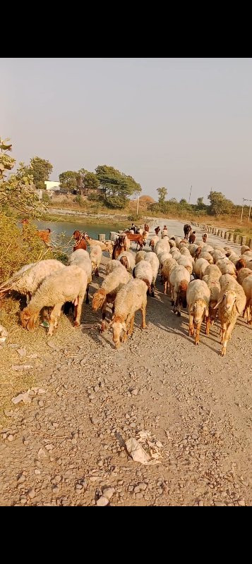 ગાડર વેચવાના છે