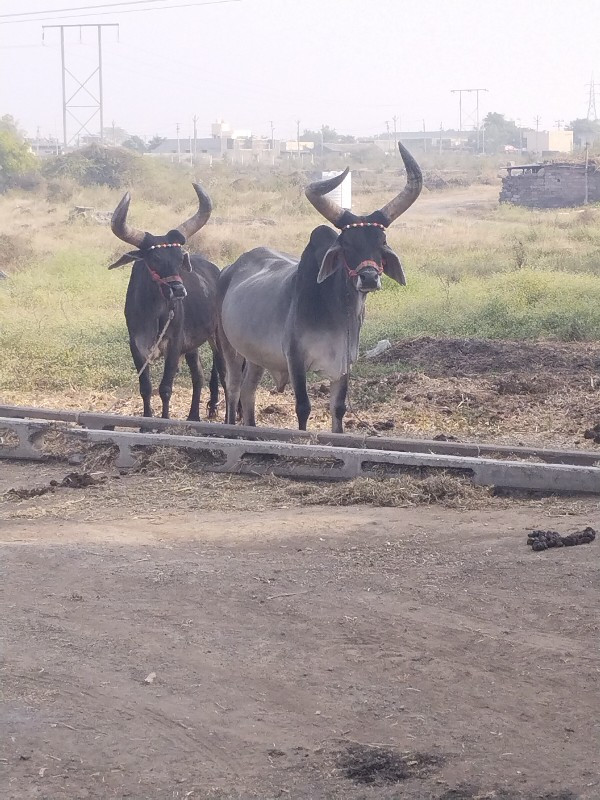 ગોઢલો વેચવાનો છ...