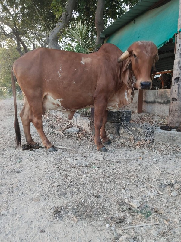 ગીર ગાય વેચવાની...