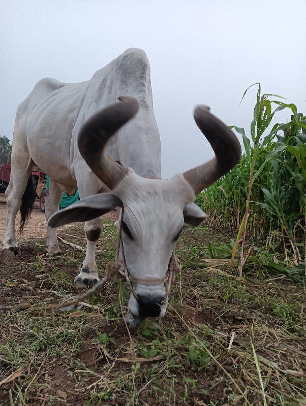 વેંચવા નું છે ન...