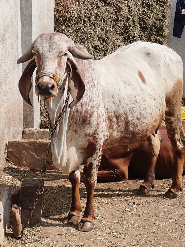 કાબરી ગાય