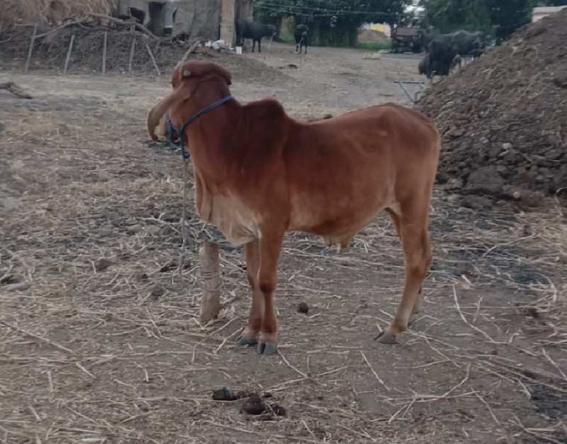 જુડવા છે