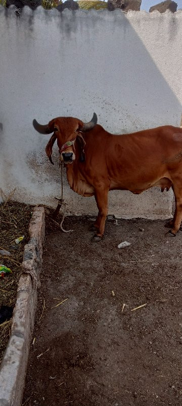 ગિર ગાય વેચવાની...