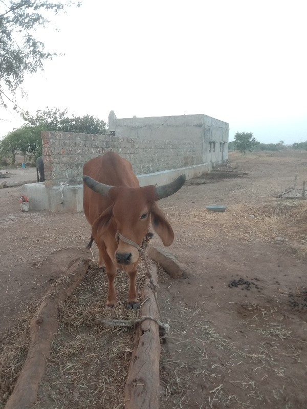 ગાય વેચવાની છે