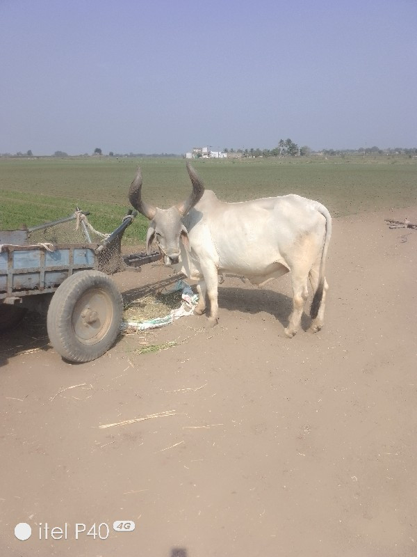 બળદવેશવાનોછે