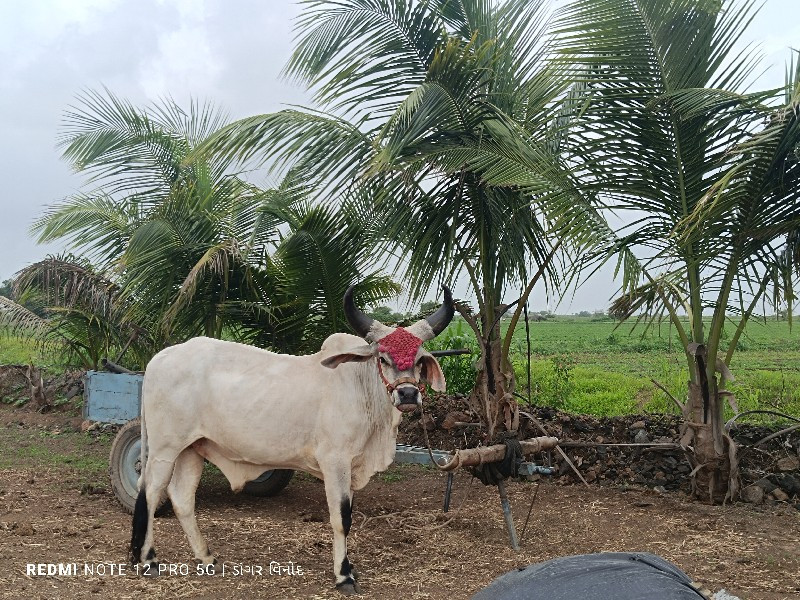 ગોઢલા વેચવાના છ...