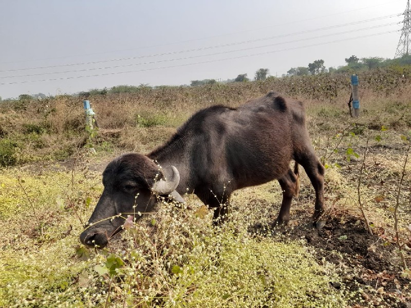 પાડો વેચવાનો છે