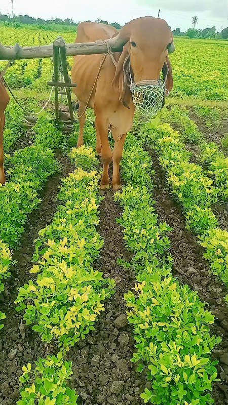 ગોધલા વેસવાના સ...