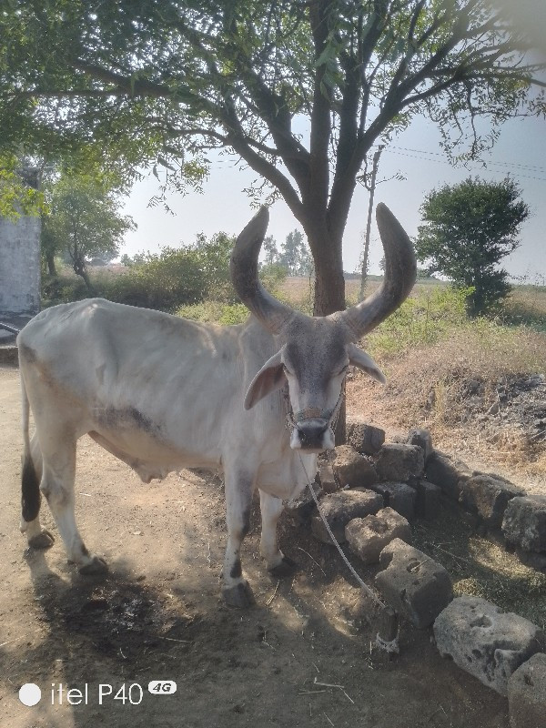 બળદ વેશવાનોછે