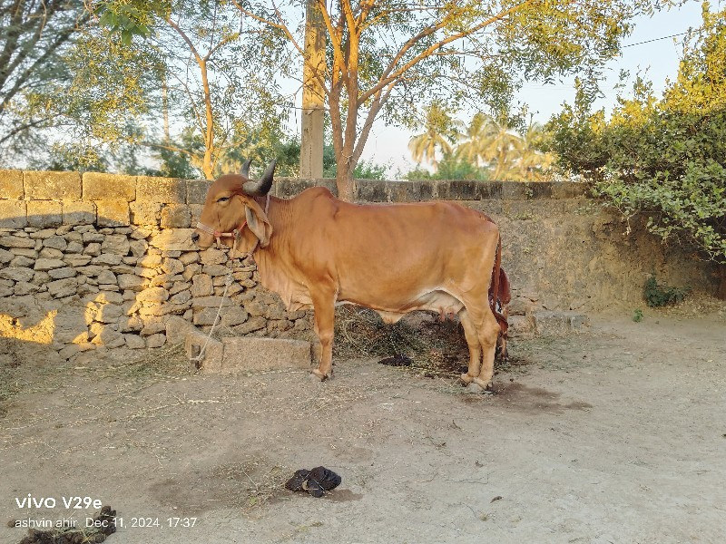 ગાય વેચવાની છે