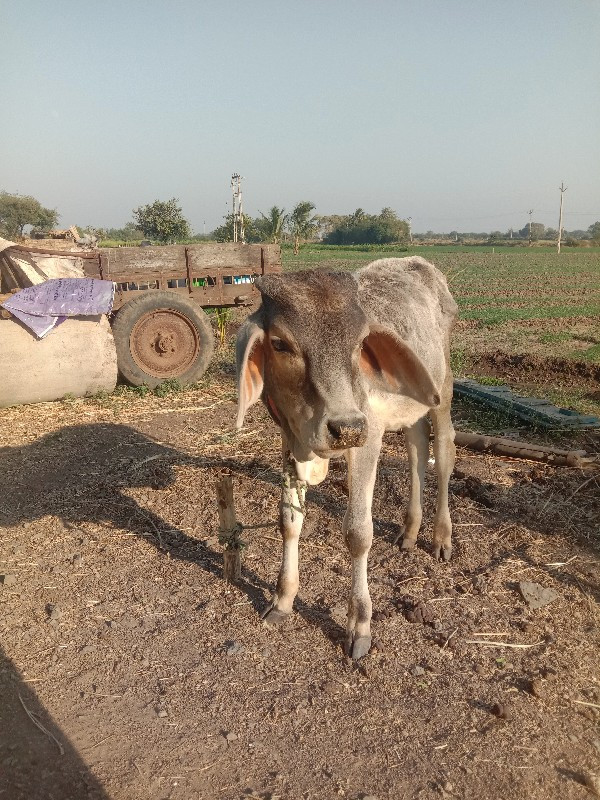 વાછડો વેચવાનો છ...