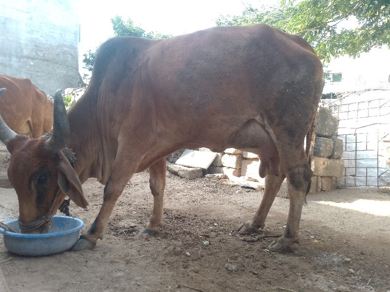 ગાય વેચવાની છે.