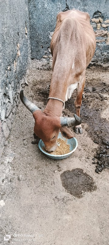 bhikha bhai bar...