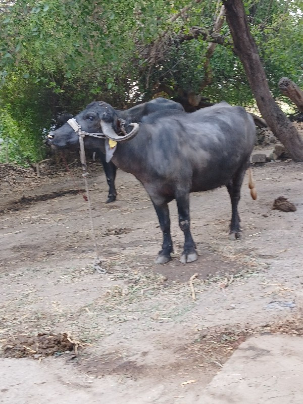 ખડેલી વેસવાની સ...