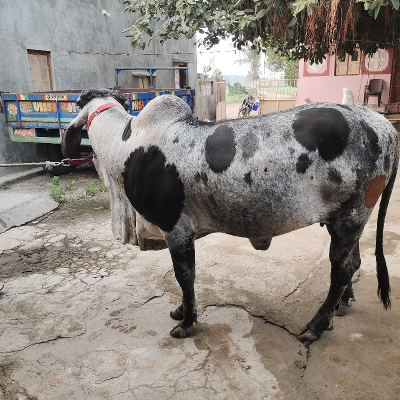 ગાય વેચવા ની છે