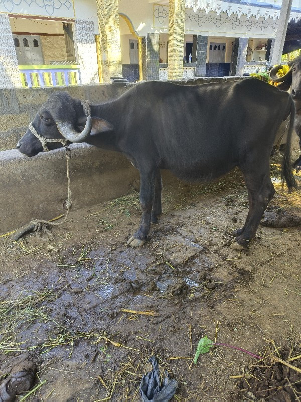 ખડેલું વેચવા નુ...