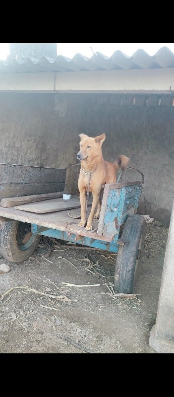 કૂતરો દેવાનો છે