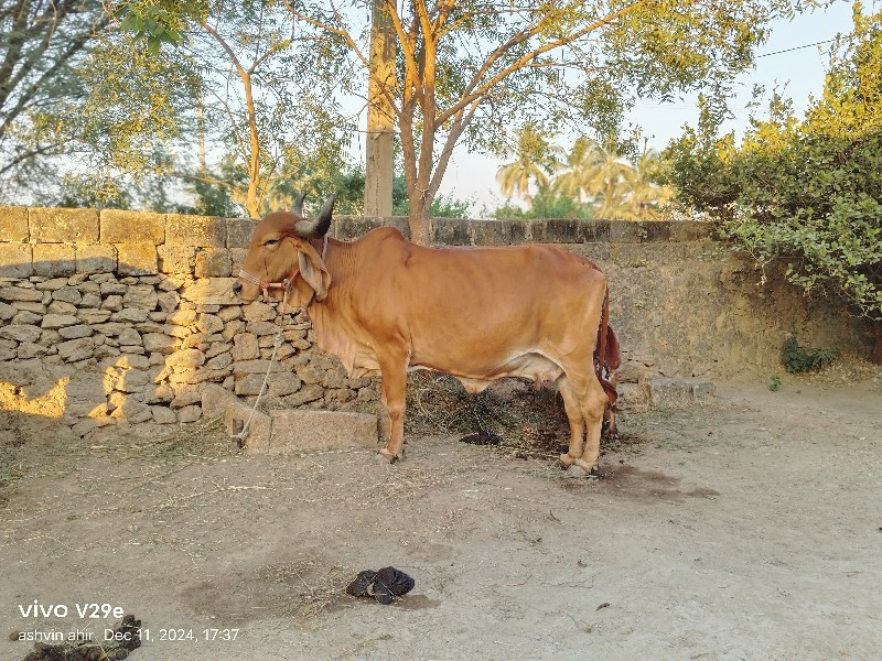 ગામ નગીચાણા ભૌત...