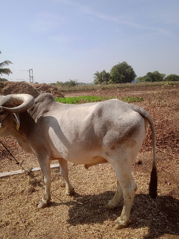 બળદ વેચવા નું છ...