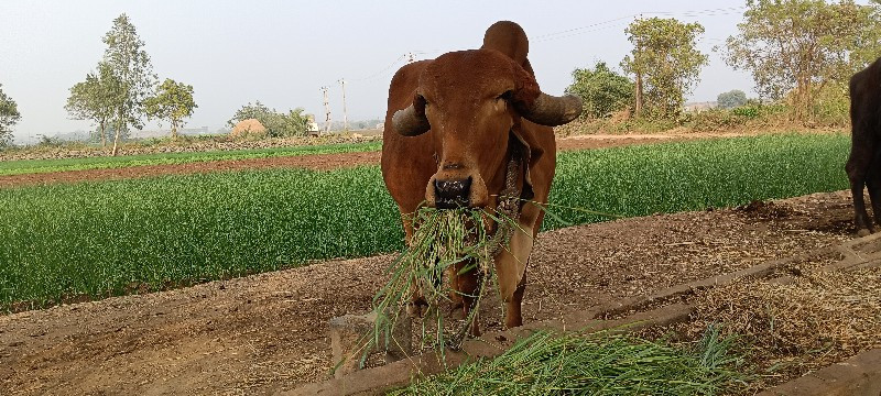 ગાય વેચવાની છે