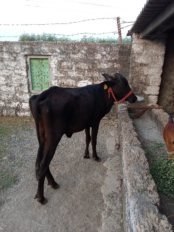 ગાય જરસી