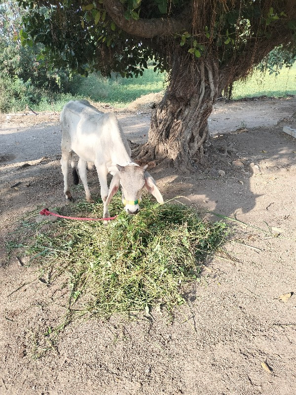 ગોધલા