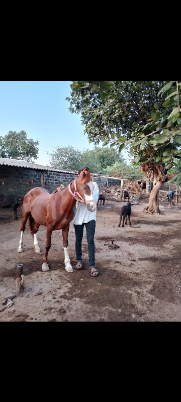 ઘોડી  વેચવાની છ...