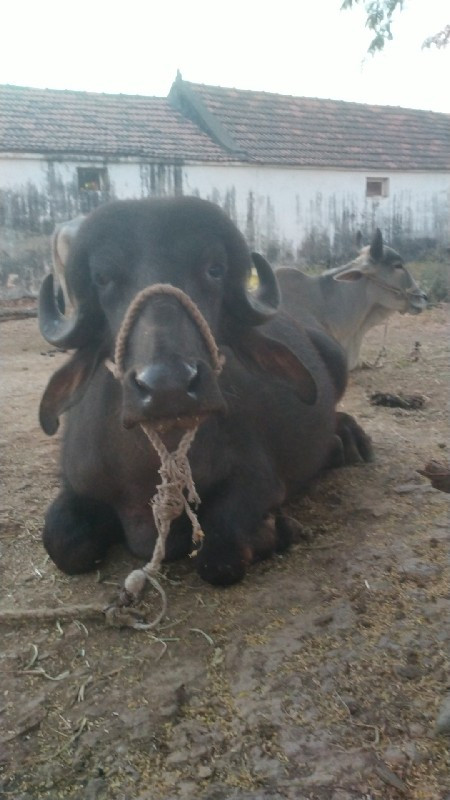 પાડો વેચવાનો છે