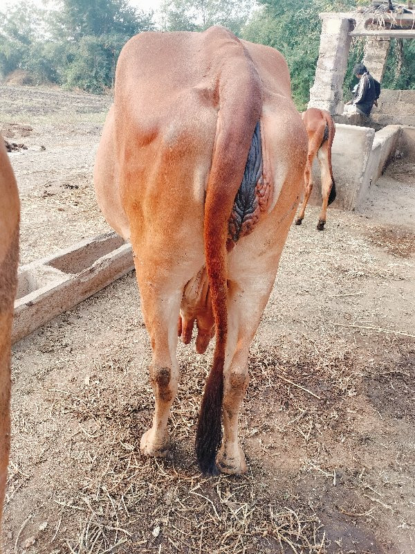 ગાય વેચવાની છે