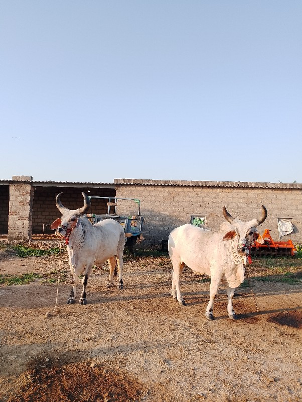 વેંચવા ના હે મો...