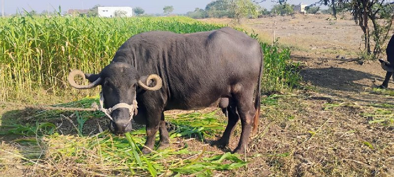 ભેંશ વેચવાની છે