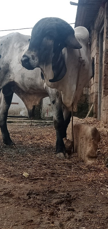 ખુટ વેચવાનો છે